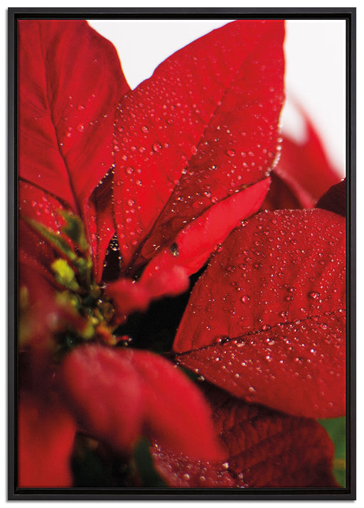 Blüte Weihnachtsstern auf Leinwandbild gerahmt Größe 100x70