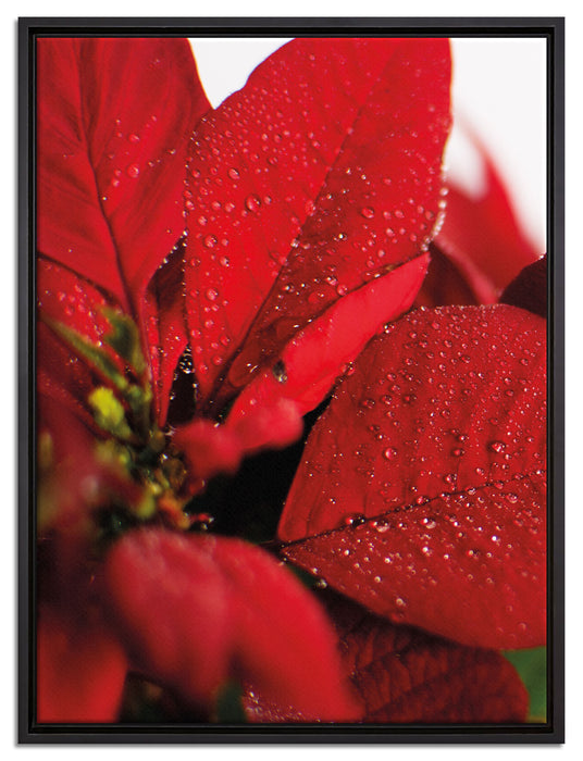 Blüte Weihnachtsstern auf Leinwandbild gerahmt Größe 80x60