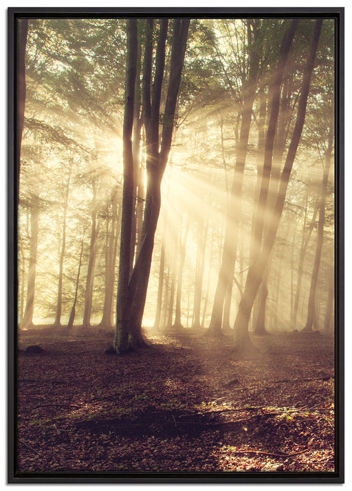 Waldlichtung im Sonnenschein auf Leinwandbild gerahmt Größe 100x70