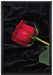 Rose auf Leinwandbild gerahmt Größe 60x40
