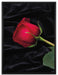 Rose auf Leinwandbild gerahmt Größe 80x60