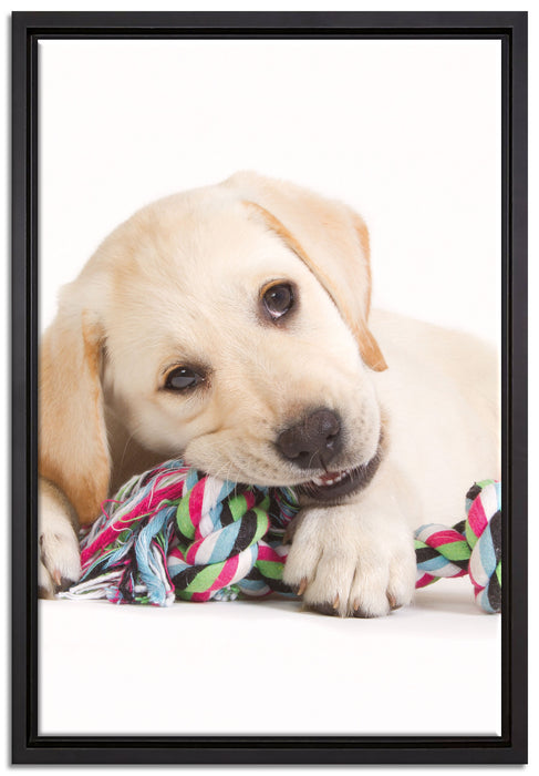 Hundewelpe auf Leinwandbild gerahmt Größe 60x40