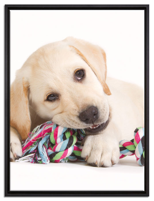 Hundewelpe auf Leinwandbild gerahmt Größe 80x60