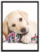 Hundewelpe auf Leinwandbild gerahmt Größe 80x60
