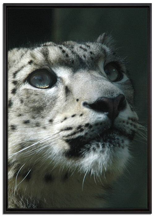 Leopard auf Leinwandbild gerahmt Größe 100x70