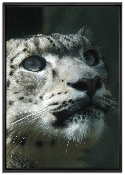 Leopard auf Leinwandbild gerahmt Größe 100x70
