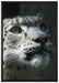 Leopard auf Leinwandbild gerahmt Größe 100x70