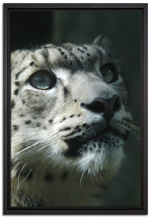 Leopard auf Leinwandbild gerahmt Größe 60x40