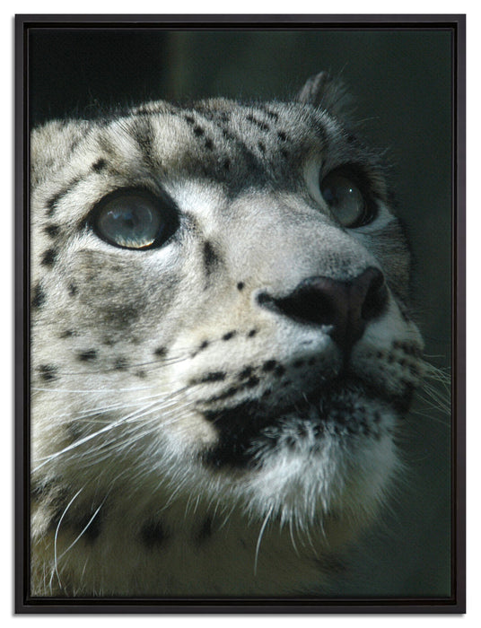 Leopard auf Leinwandbild gerahmt Größe 80x60