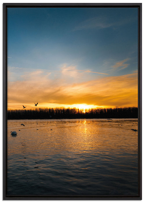 Schwäne im Sonnenuntergang auf Leinwandbild gerahmt Größe 100x70