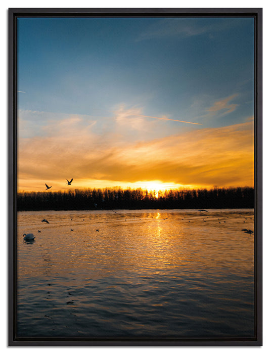 Schwäne im Sonnenuntergang auf Leinwandbild gerahmt Größe 80x60