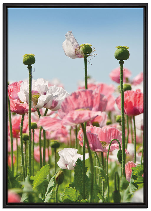Blumenwiese Mohnblumen auf Leinwandbild gerahmt Größe 100x70