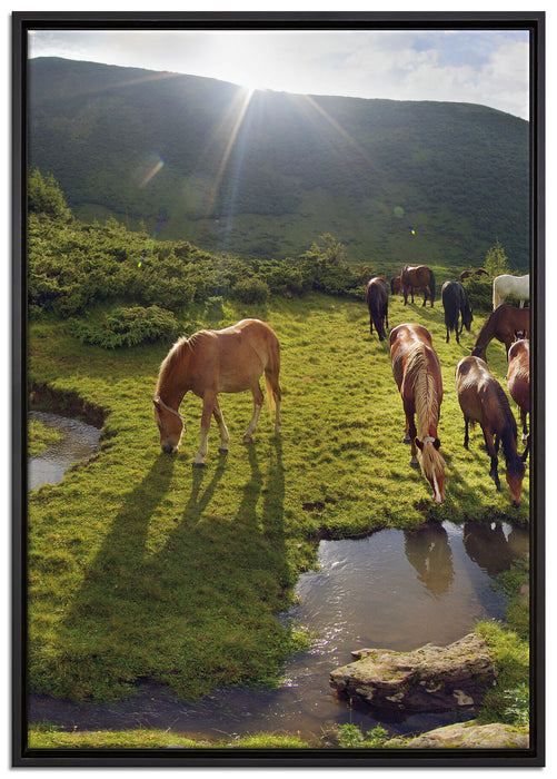 Pferde auf Wiese auf Leinwandbild gerahmt Größe 100x70
