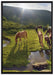 Pferde auf Wiese auf Leinwandbild gerahmt Größe 100x70