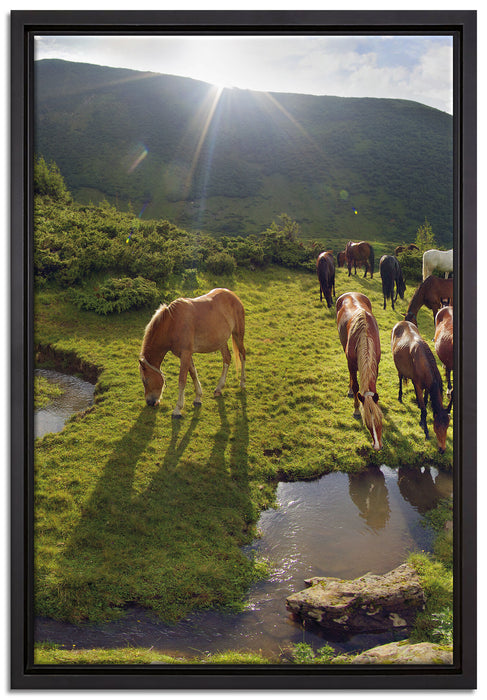 Pferde auf Wiese auf Leinwandbild gerahmt Größe 60x40