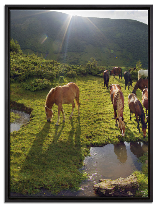 Pferde auf Wiese auf Leinwandbild gerahmt Größe 80x60