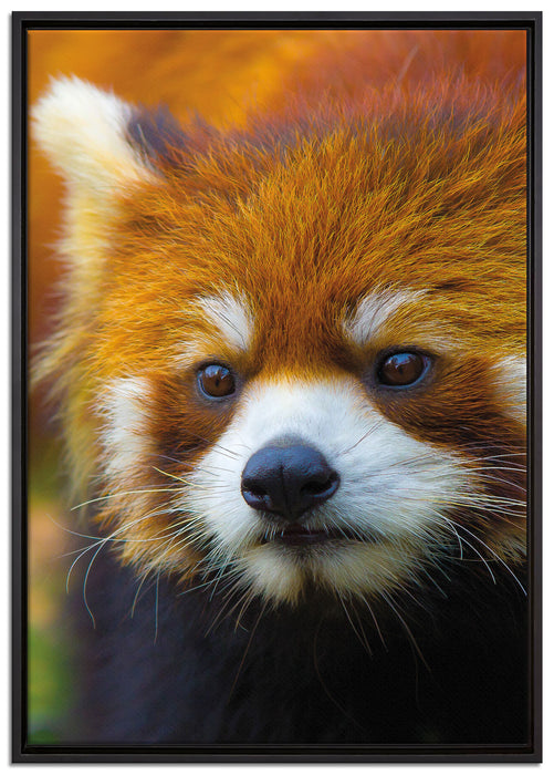 Roter Pandabär auf Ast auf Leinwandbild gerahmt Größe 100x70