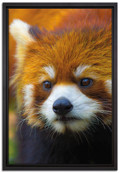 Roter Pandabär auf Ast auf Leinwandbild gerahmt Größe 60x40