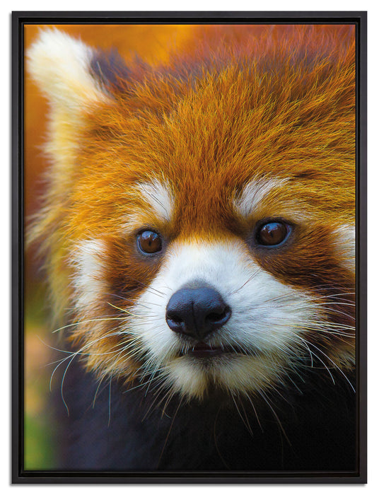 Roter Pandabär auf Ast auf Leinwandbild gerahmt Größe 80x60