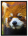Roter Pandabär auf Ast auf Leinwandbild gerahmt Größe 80x60