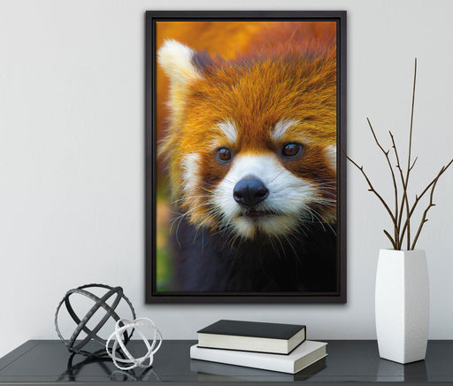 Roter Pandabär auf Ast auf Leinwandbild gerahmt mit Kirschblüten