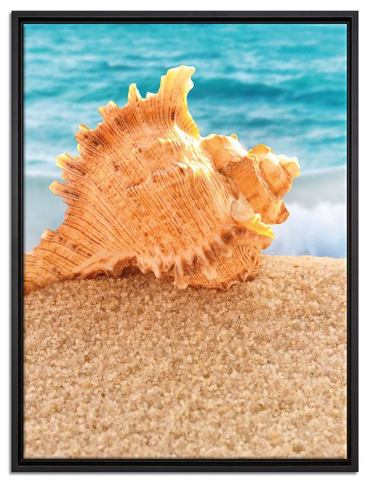 Muschel am Strand auf Leinwandbild gerahmt Größe 80x60