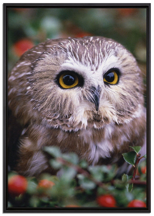 Eule im Vogelbeerenstrauch auf Leinwandbild gerahmt Größe 100x70