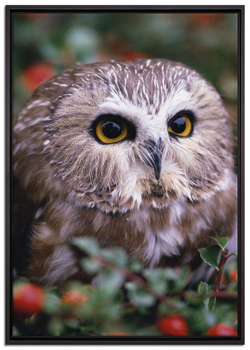 Eule im Vogelbeerenstrauch auf Leinwandbild gerahmt Größe 100x70