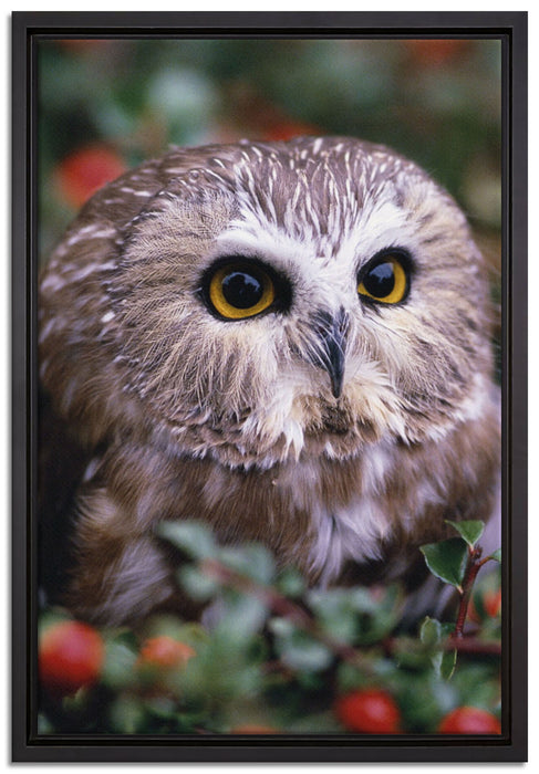 Eule im Vogelbeerenstrauch auf Leinwandbild gerahmt Größe 60x40