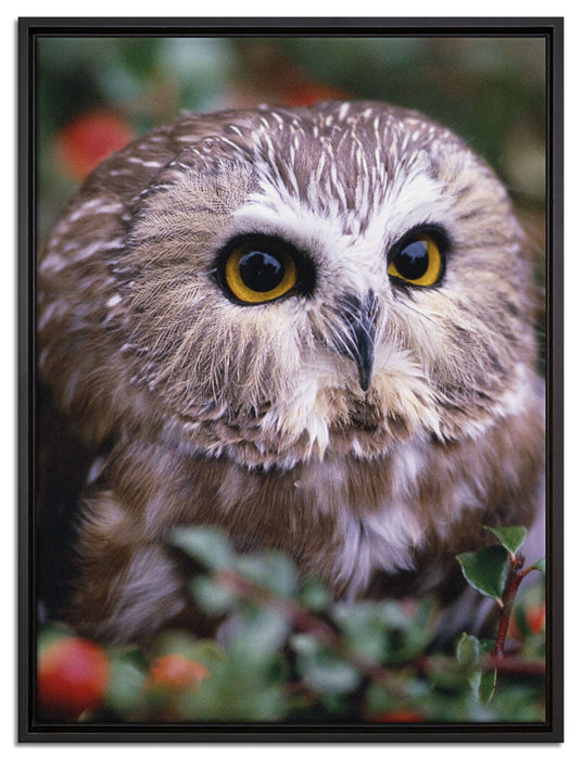 Eule im Vogelbeerenstrauch auf Leinwandbild gerahmt Größe 80x60