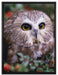 Eule im Vogelbeerenstrauch auf Leinwandbild gerahmt Größe 80x60