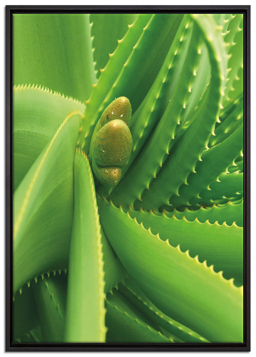 Aloe Vera auf Leinwandbild gerahmt Größe 100x70