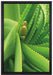 Aloe Vera auf Leinwandbild gerahmt Größe 60x40
