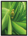 Aloe Vera auf Leinwandbild gerahmt Größe 80x60