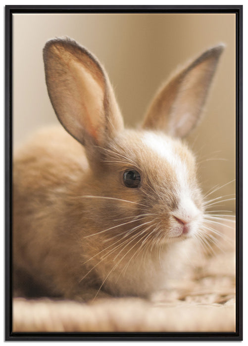 Süßes Kaninchen auf Leinwandbild gerahmt Größe 100x70