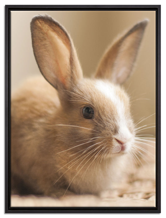 Süßes Kaninchen auf Leinwandbild gerahmt Größe 80x60