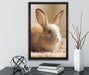 Süßes Kaninchen auf Leinwandbild gerahmt mit Kirschblüten