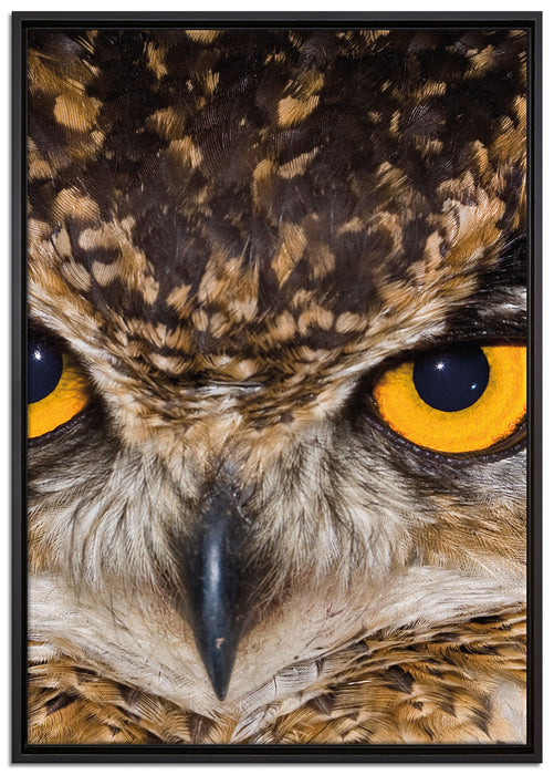 Eule mit gelben Augen auf Leinwandbild gerahmt Größe 100x70