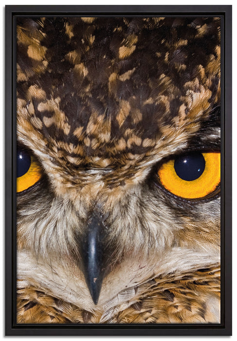 Eule mit gelben Augen auf Leinwandbild gerahmt Größe 60x40