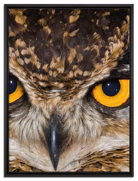 Eule mit gelben Augen auf Leinwandbild gerahmt Größe 80x60