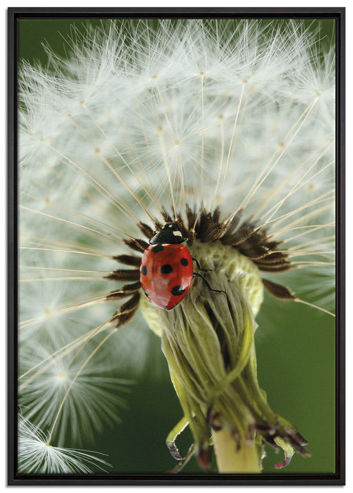 Marienkäfer auf Pusteblume auf Leinwandbild gerahmt Größe 100x70