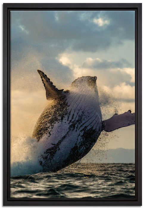Buckelwale Kanada auf Leinwandbild gerahmt Größe 60x40