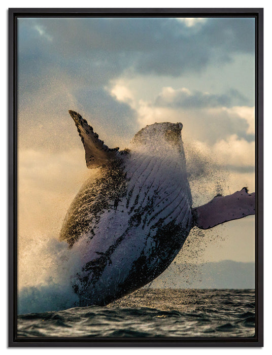 Buckelwale Kanada auf Leinwandbild gerahmt Größe 80x60