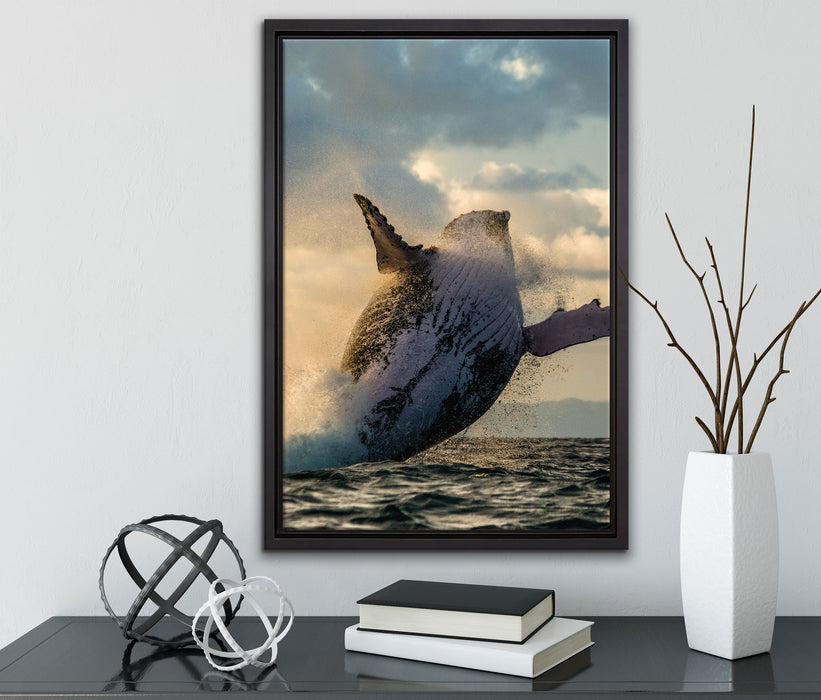 Buckelwale Kanada auf Leinwandbild gerahmt mit Kirschblüten