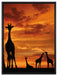 Afrika Giraffen im Sonnenuntergang auf Leinwandbild gerahmt Größe 80x60