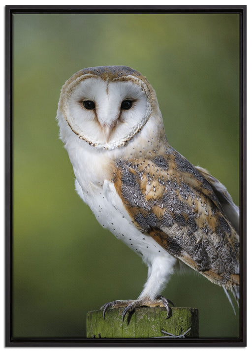 Eule auf Leinwandbild gerahmt Größe 100x70