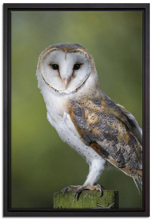 Eule auf Leinwandbild gerahmt Größe 60x40