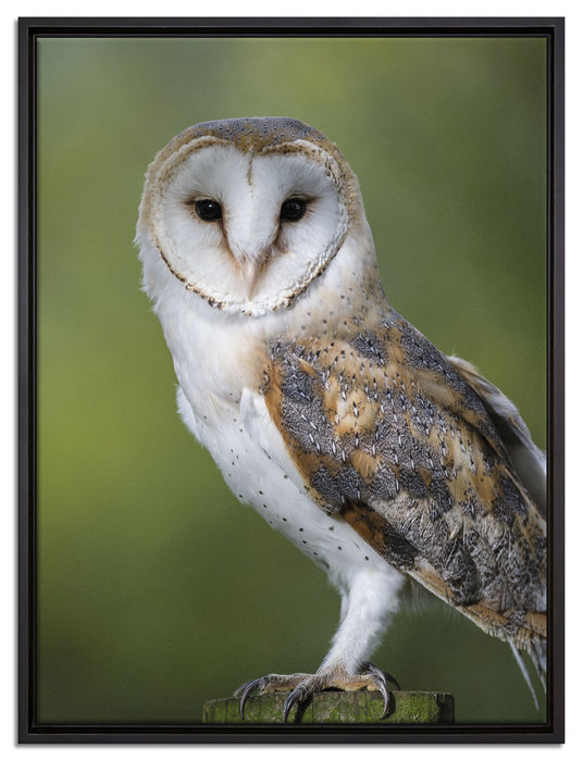 Eule auf Leinwandbild gerahmt Größe 80x60
