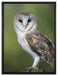 Eule auf Leinwandbild gerahmt Größe 80x60