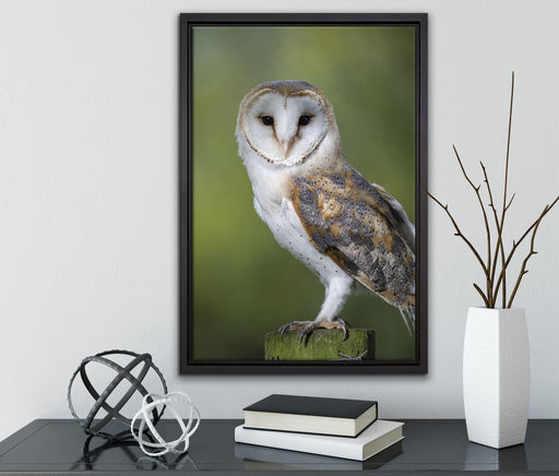 Eule auf Leinwandbild gerahmt mit Kirschblüten